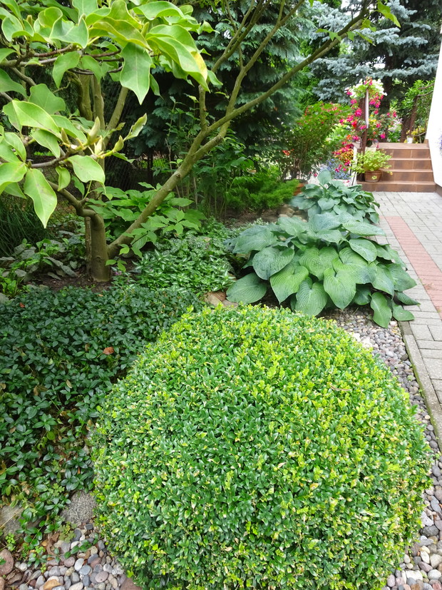 Przy przejściu do ogrodu od strony zachodniej funkie, barwinek, bukszpan a nad nimi magnolia.