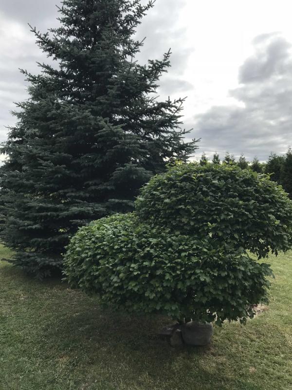 przycięta kalina pospolita-moje ulubione drzewko