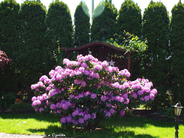 rhododendron