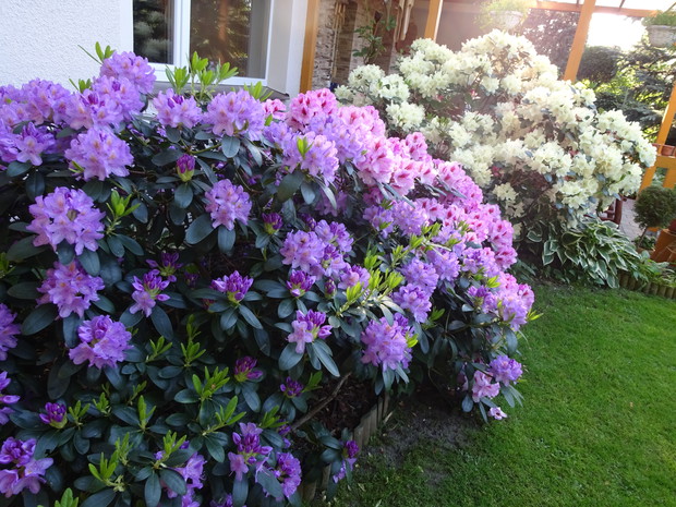 Rododendrony to moja miłość. Te mają kilkanaście lat.