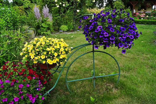 Rowerowy kwietnik a w nim drobna surfinia z serii "Milion Bells"