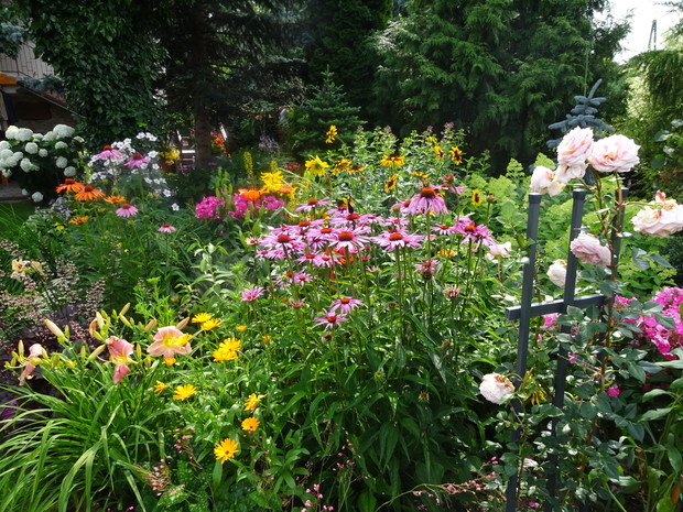 Róża jest piękna nawet wśród innych kolorów.