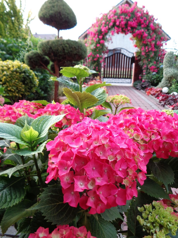 Różą pnąca najstarsza w ogrodzie 30-letnia ma swój czas kwitnienia.