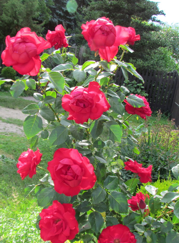 " Różany Zakątek"