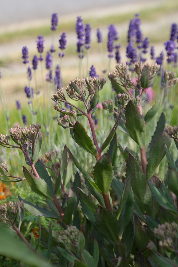 Rozchodnik okazały z lawendą