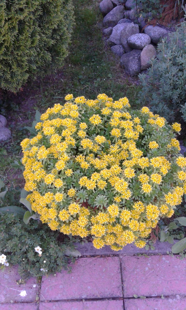 Rozchodnik rozświetla ten zakątek