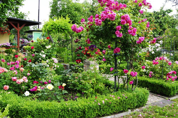 Róże to moja wielka roślinna miłość, Augusta Louise, Ascot, Rhapsody in Blue.