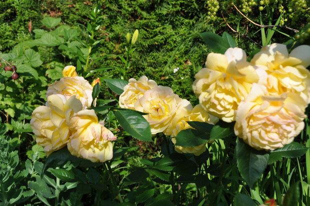 Róże żółte w tym roku pięknie zakwitły :)