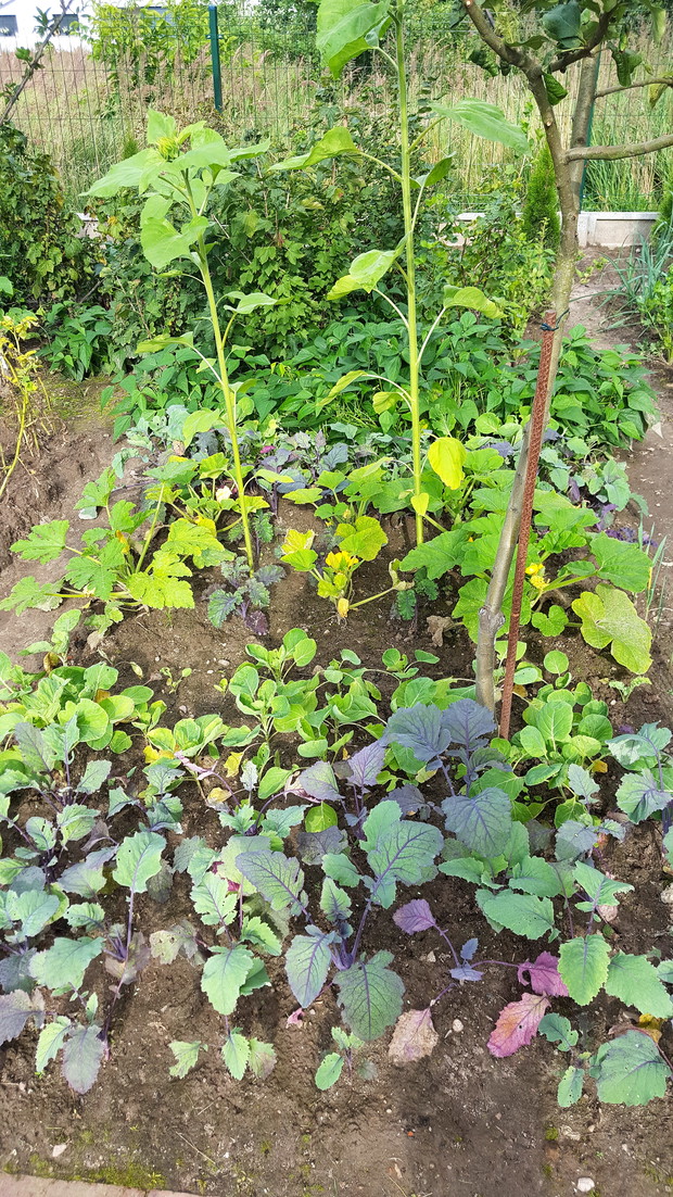 Rozsada kalarepy, brukselki i fasolki szparagowej