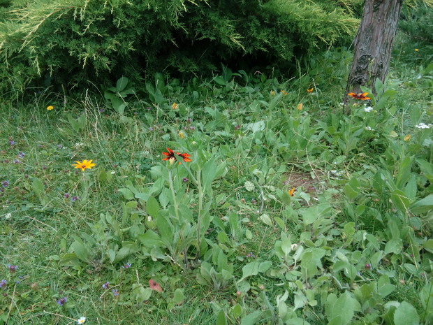 Samosiejki, za rok będzie tu kolorowo