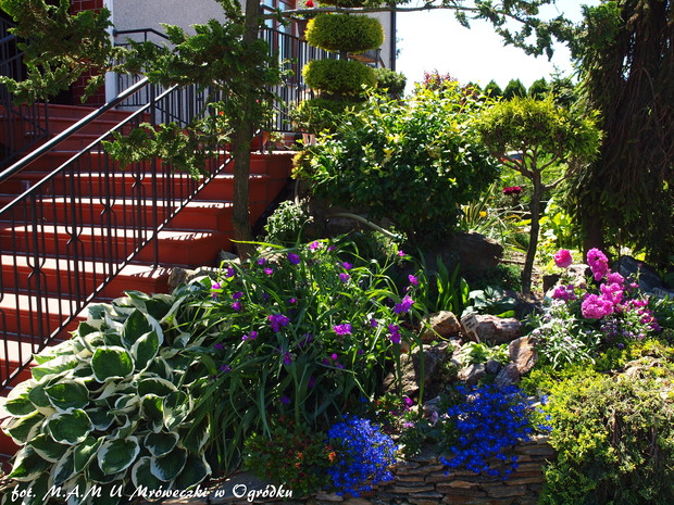 skalniak z oczkiem wodnym