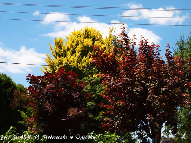 śliwka. perukowiec i złoto wiązu