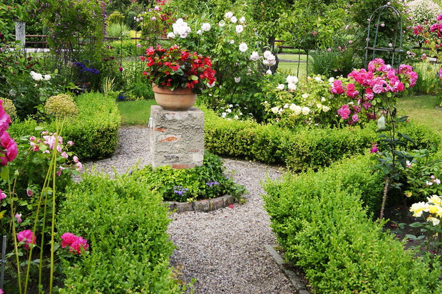 Soczysta zieleń bukszpanów jest dobrym tłem dla wielu roślin.