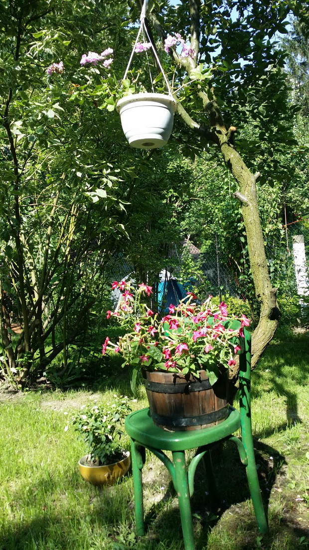 Stara grusza i stare krzesło to doborowe towarzystwo.