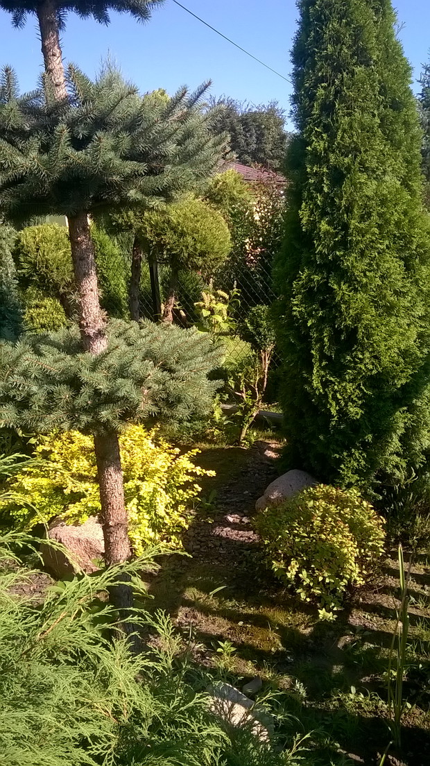 świerk formowany i tuja