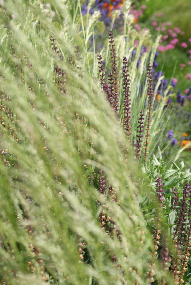 Szałwia omszona skryta w ostnicy