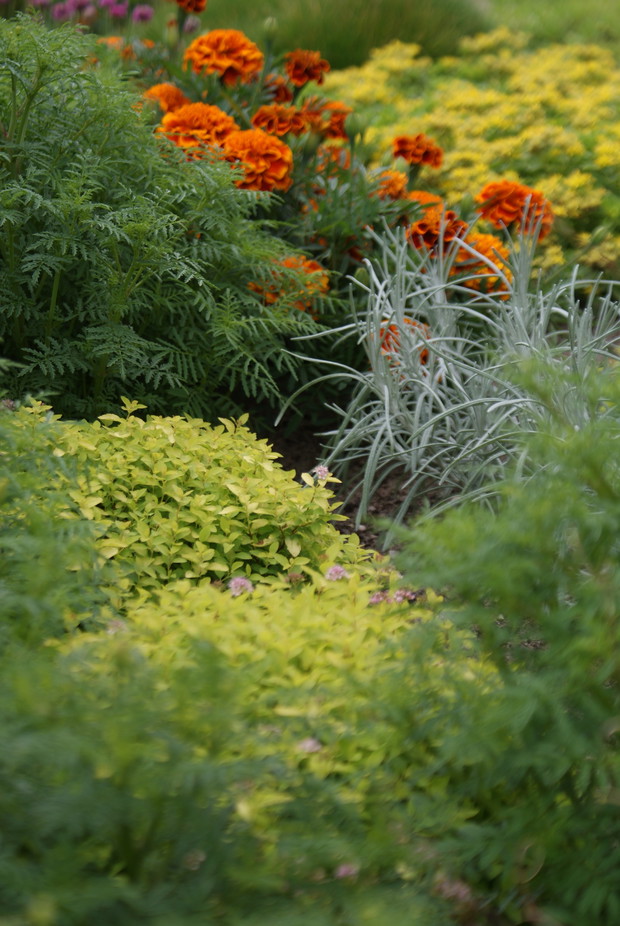 Tawuła japońska, aksamitka oraz kocanka