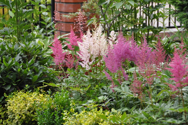 Tawułki w zacienionym miejscu.