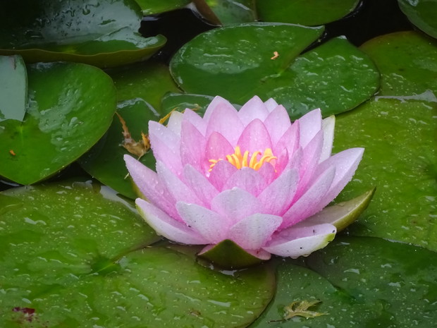 Ten kwiatek może konkurować z różą.