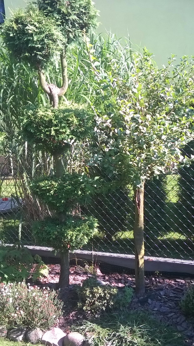 tuja formowana i migdałowiec