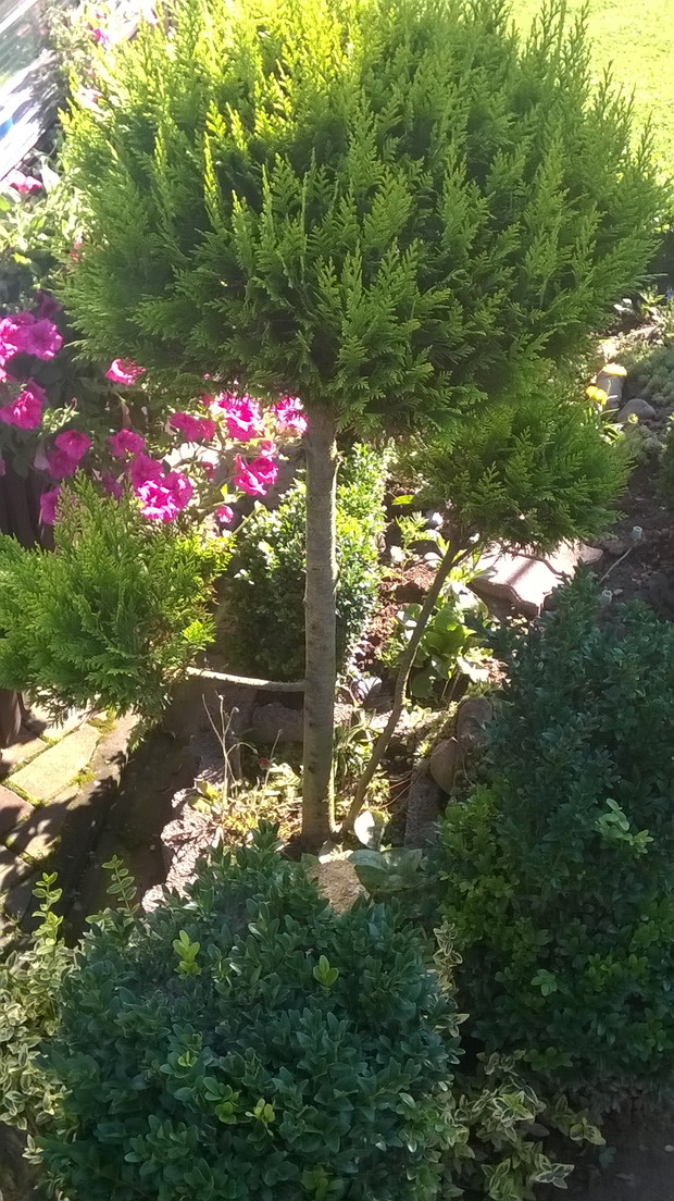 tuja formowana za altaną