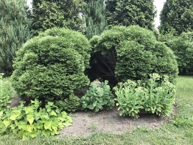 tuje i rozchodniki kwitnące jesienią