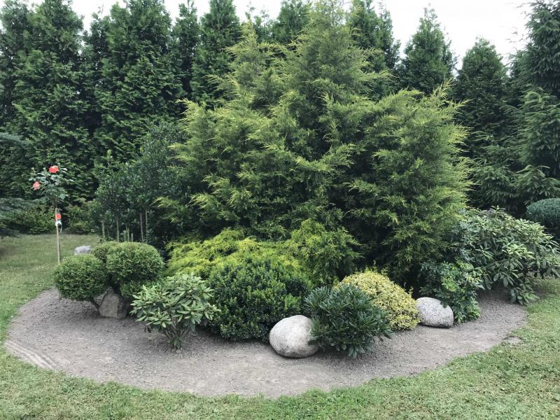 tuje, ostrokrzew i rododendrony
