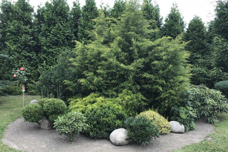 tuje, ostrokrzew i rododendrony