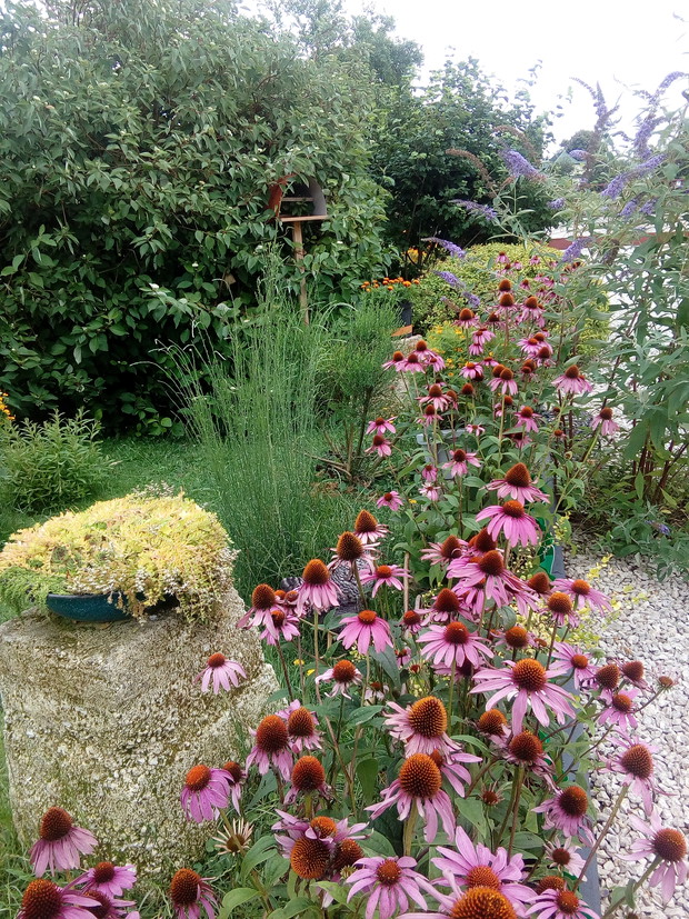 Tutaj przylatuje najwięcej motyli