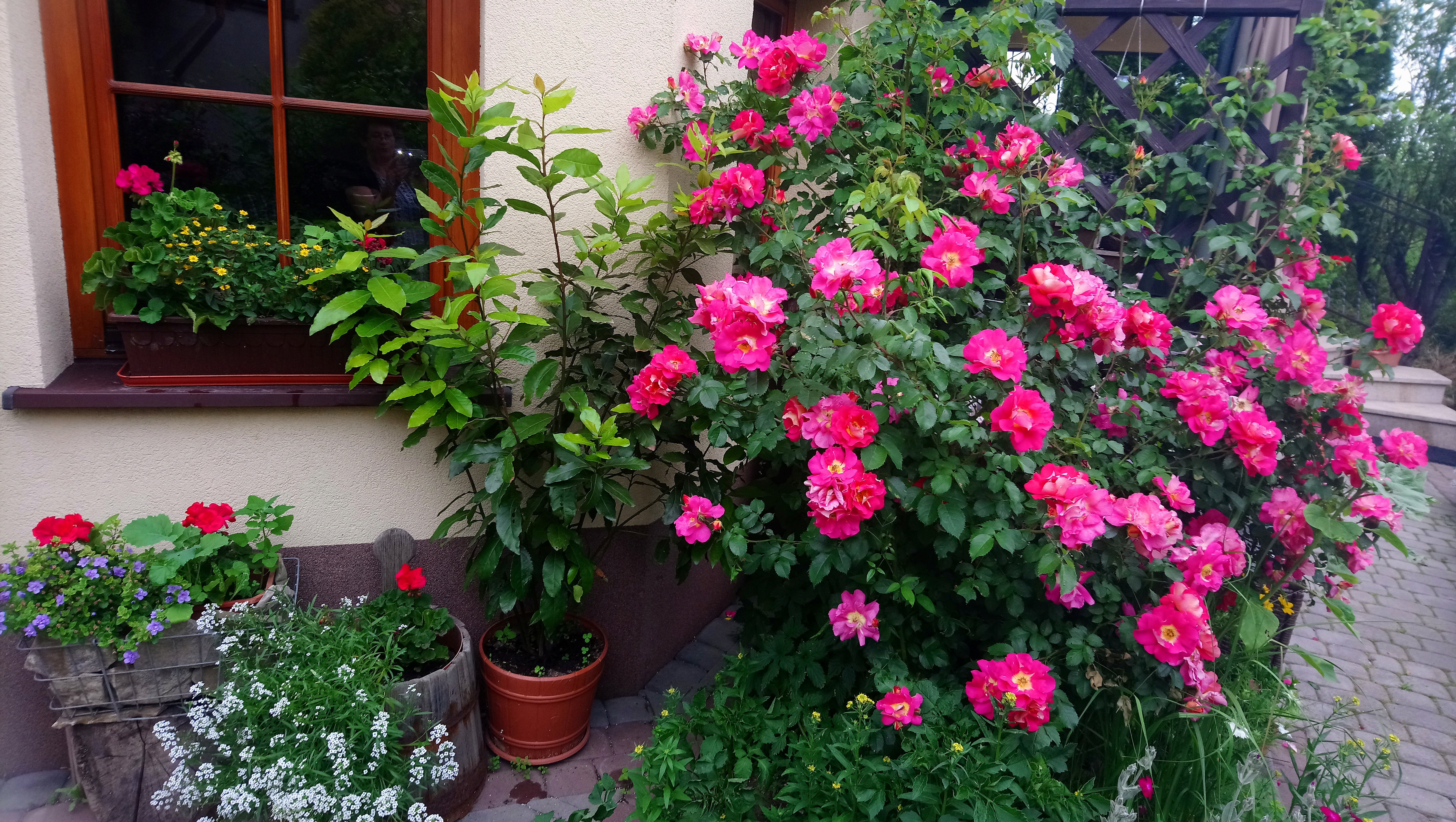 ulubiona róża Bajazzo