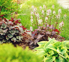 Uroda żurawek doskonale komponuje się m.in. z funkiami, tworząc wspólnie kontrastową rabatę, odporną na zmienne warunki. (zdj.: iStock)