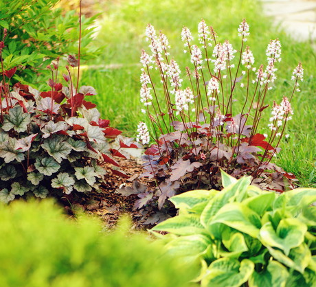 Uroda żurawek doskonale komponuje się m.in. z funkiami, tworząc wspólnie kontrastową rabatę, odporną na zmienne warunki. (zdj.: iStock)