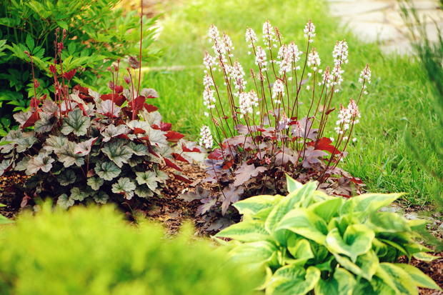 Uroda żurawek doskonale komponuje się m.in. z funkiami, tworząc wspólnie kontrastową rabatę, odporną na zmienne warunki. (zdj.: iStock)