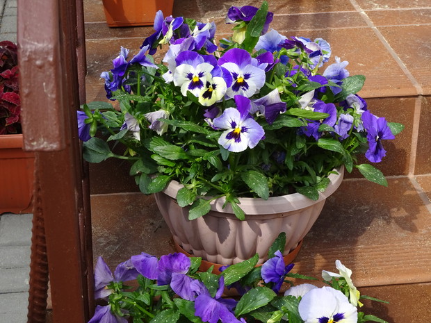 Uśmiechają się swoimi kolorowymi " pyszczkami".