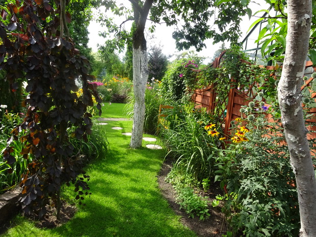 W alejce przed szklarnią przegorzan, trawy. powojniki i ławeczka.