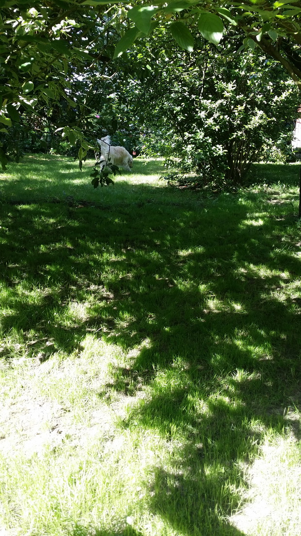W grudniu pożegnaliśmy Lusię, która tędy pobiegła na swoje pastwiska niebieskie. Ale jest już mała Beza...