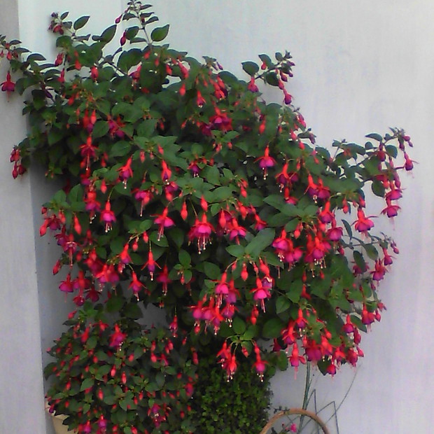 ... w jego cieciu będą stały fuksje.