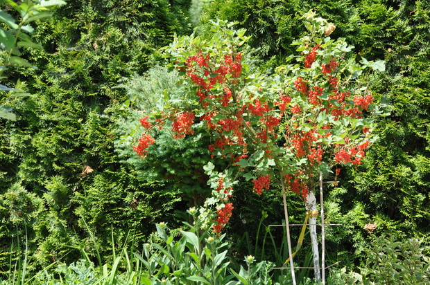 W naszym ogrodzie są nie tylko kwiaty, krzewy i byliny, są również porzeczki białe i czerwone agrest czerwony i biały, czarna porzeczka, truskawki i śliwka z wiśnią.