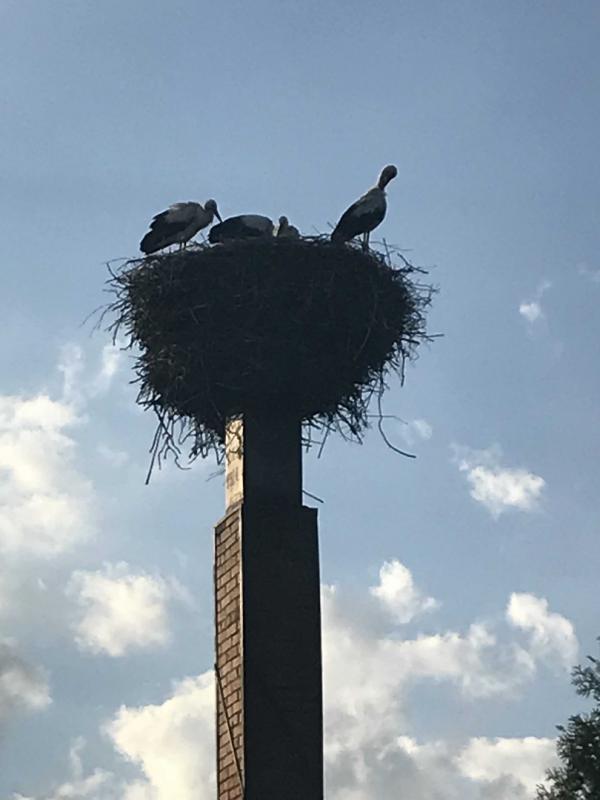 w naszym ogrodzie zamieszkały bociany.