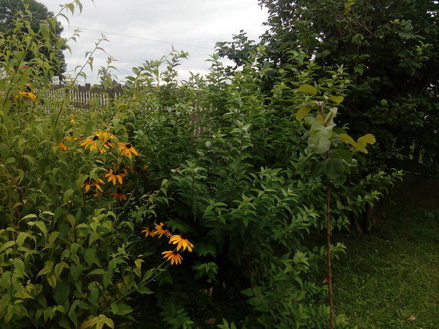 W popołudniowych godzinach