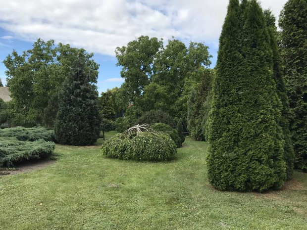  w środku brzoza karłowata