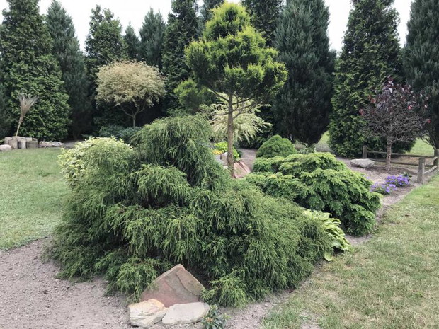 w tyle wierzba kolorowa