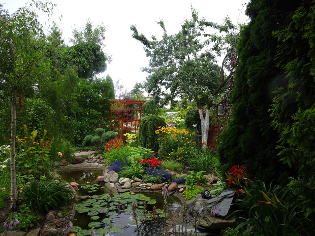 W wodzie rosną jasno i ciemno różowe lilie wodne a za oczkiem przy pergoli cyprysik przycięty w małe kulki.