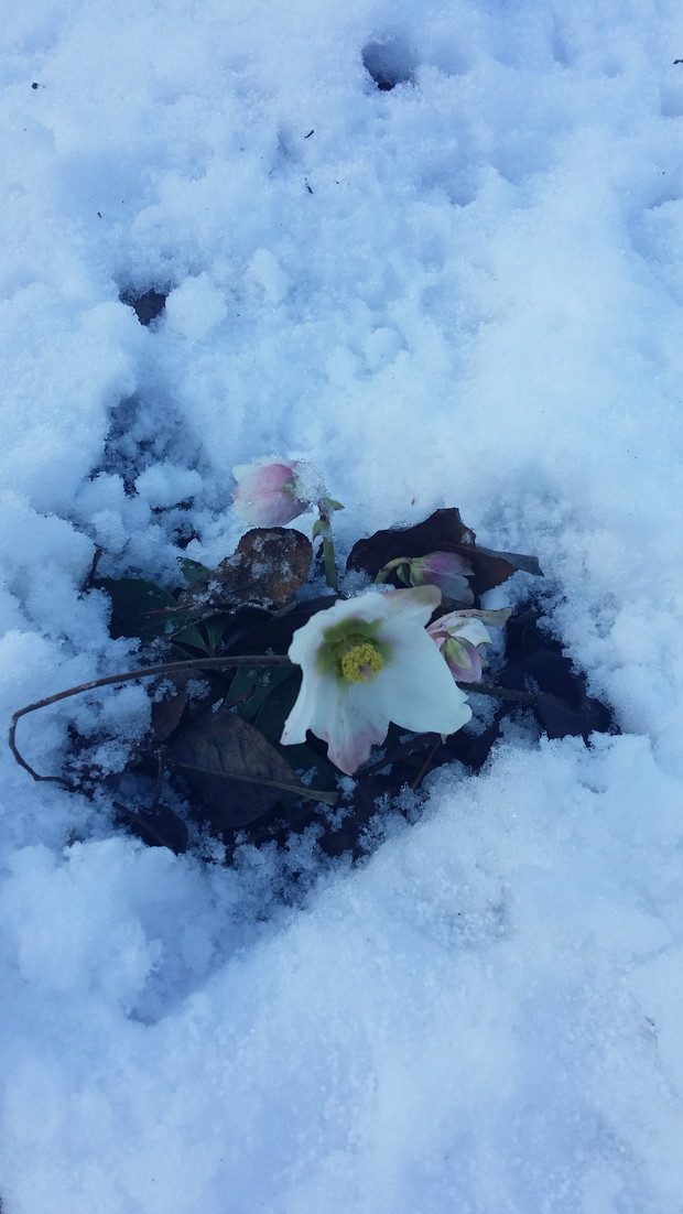 W zimie odwdzięcza się nam ciemiernik.