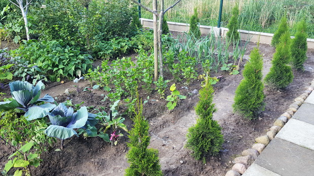 Warzywny zakątek z kapustą, rzędami pora, selerów, kalarepy oraz dyni.