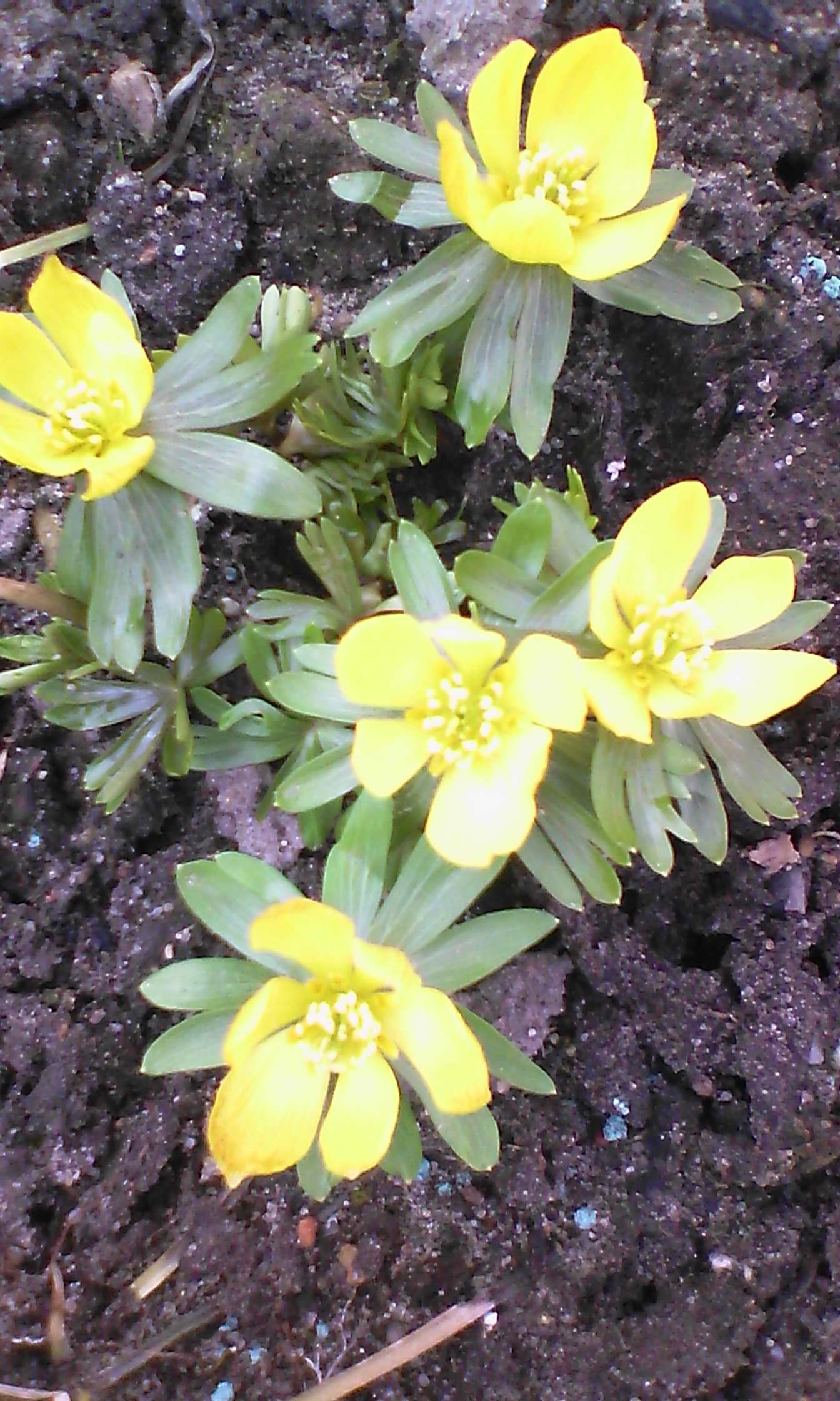 Wczesną wiosną ranniki rozjaśniały rabatę w przedogródku.