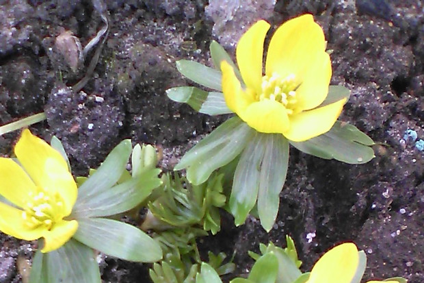 Wczesną wiosną ranniki rozjaśniały rabatę w przedogródku.