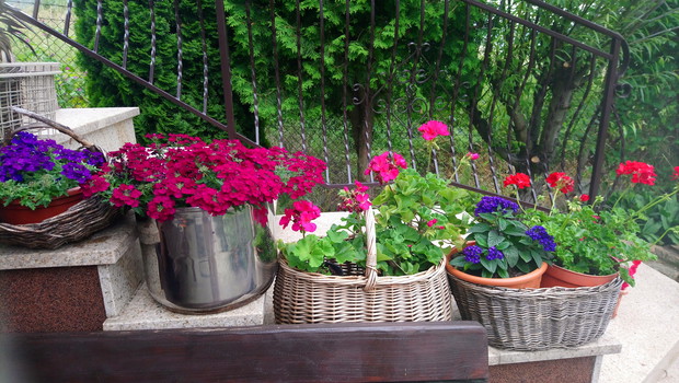 werbeny, pelargonie, heliotropy
