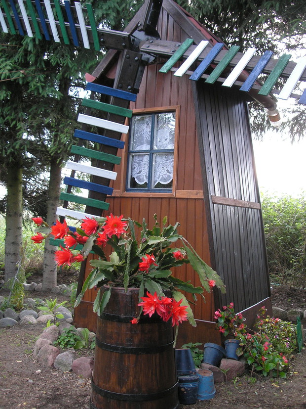 Wiatrak służy jako schowek do narzędzi, na pierwszym planie ponad 20 letnie Epiphyllum