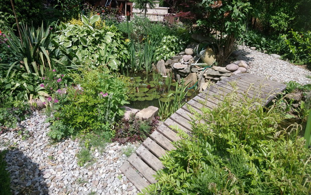 widok na oczko wodne